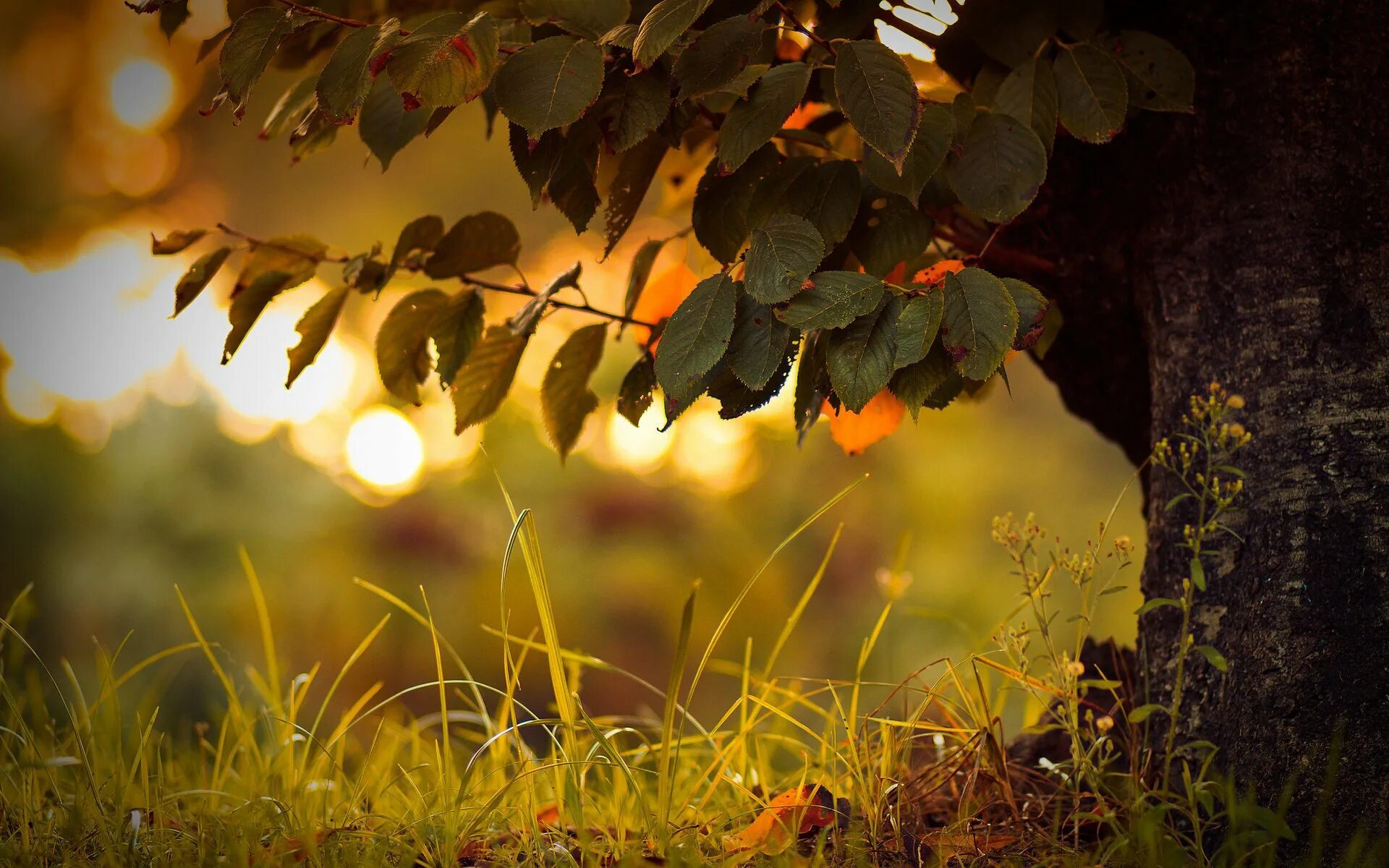 Миша сквозь листву глядит на старинный сад. Осень солнце. Осенний фон на рабочий стол. Растения осенью. Фон природа.