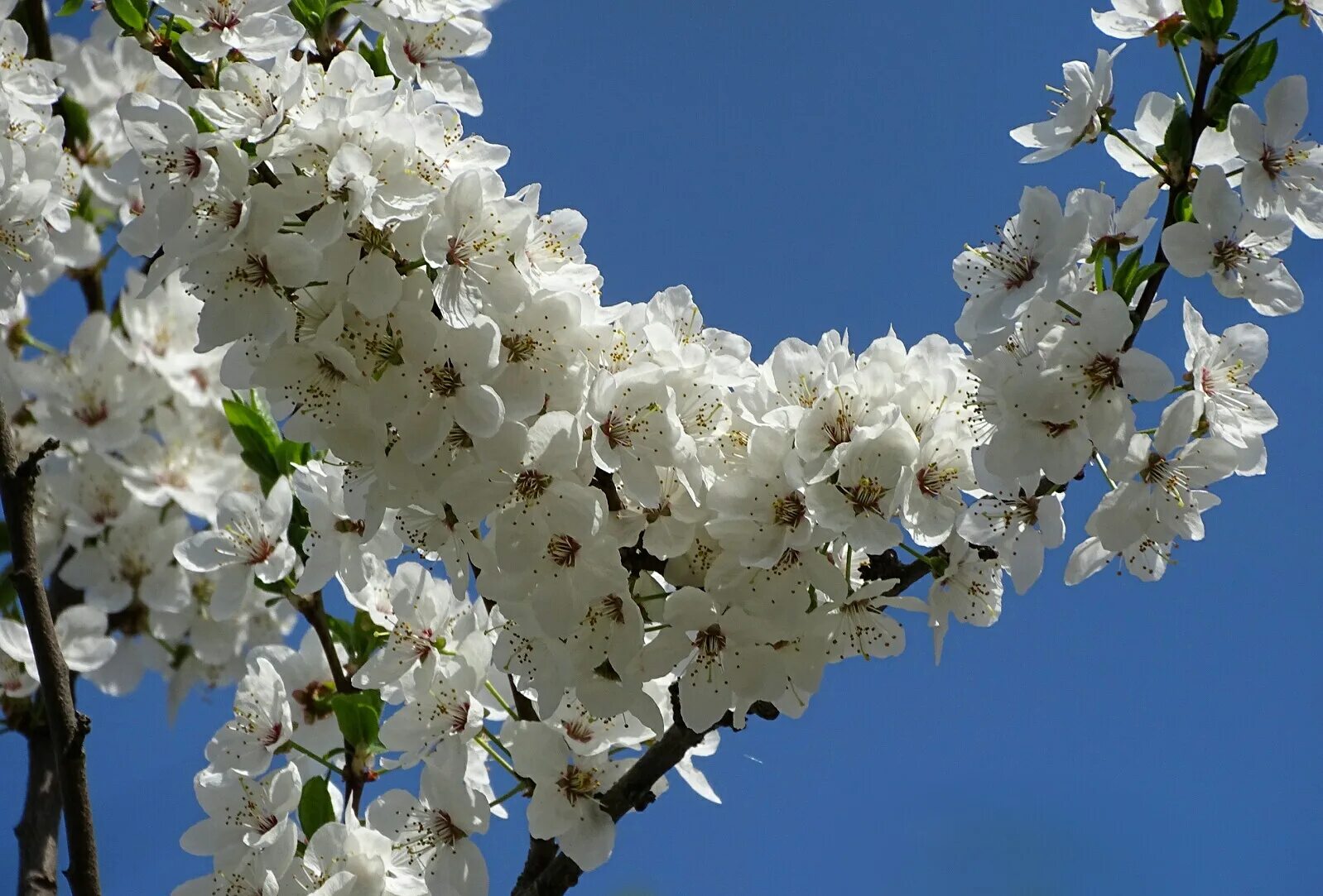 Какие деревья цветут в россии. Яблоня Сибирская цветение. Цветение вишни Краснодарский край. Цветущий весенний сад.