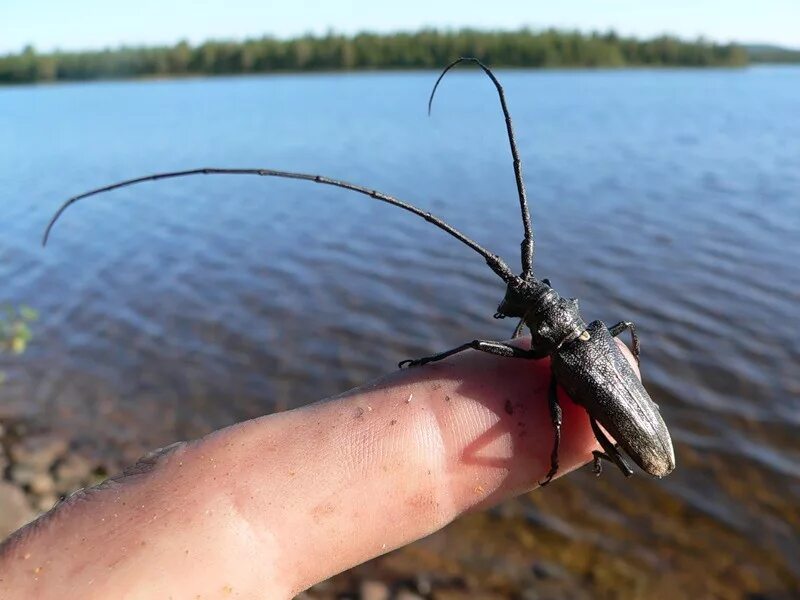 жук стриж. стригун дровосек жук. волосогрызка жук-стриж. жук усач волосогрызка. волосогрызка что делают.
