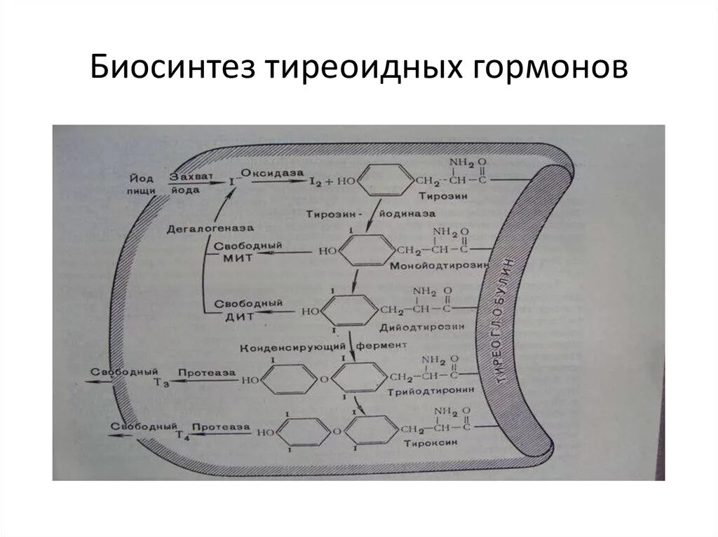 Синтез тиреоидных гормонов биохимия схема. Тиреоидные гормоны схема синтеза. Этапы синтеза тиреоидных гормонов биохимия. Гормоны щитовидной железы этапы биосинтеза.