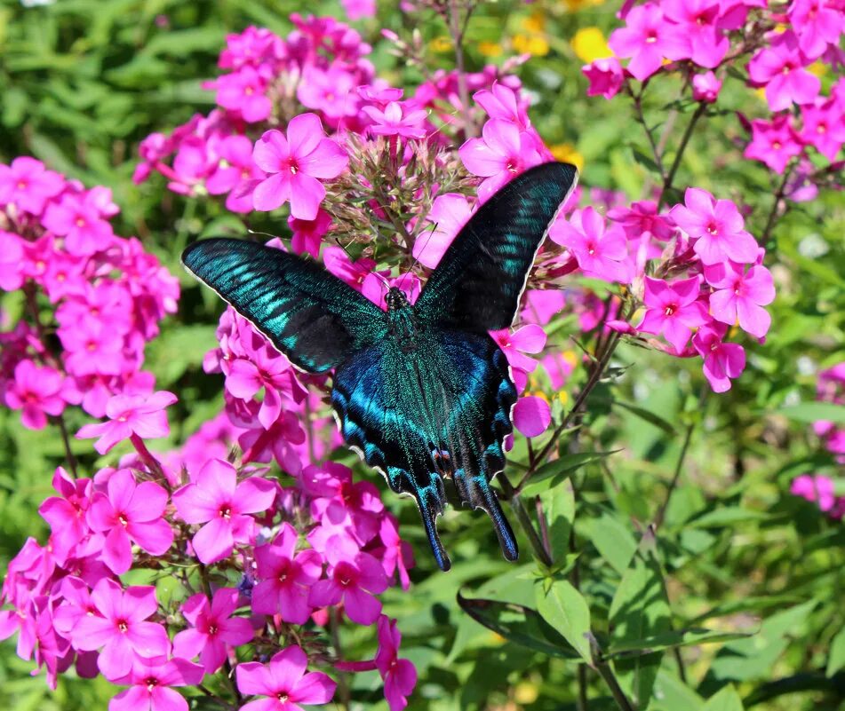 бабочки в городе. яркие бабочки. бабочки в городе. бабочки в городе. городские бабочки.