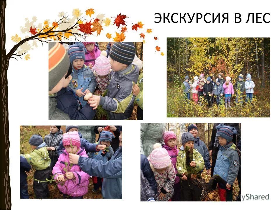 Надпись путешествие в лес. Презентация прогулка в лес. Экскурсии в лес класс. Картинка с заданием тема: экскурсия по сбору природного материала. Деловая игра о растениях леса.