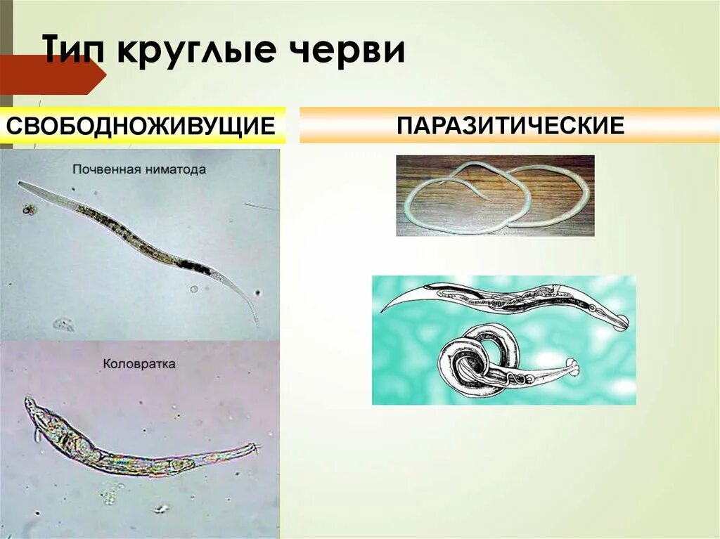 3 примера животных круглые черви