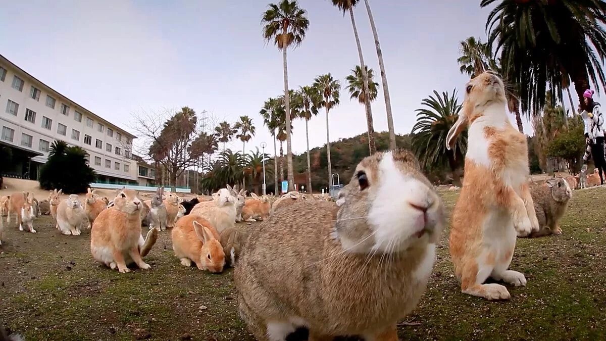 Кролики живут на улице. Остров Окуносима Япония. Остров кроликов Окуносима. Кроличий остров в Японии. Остров кроликов в Японии.
