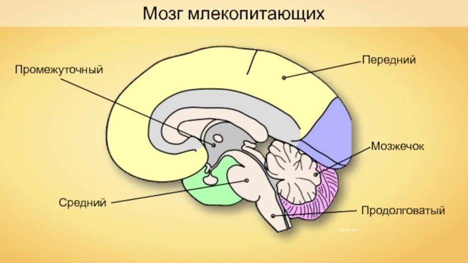 Отделы входящие в состав головного мозга млекопитающих. Строение головного мозга млекопитающих. Головной мозг млекопитающих состоит из 5 отделов. Отделы головного мозга млекопитающих схема. Строение и функции отделов головного мозга млекопитающих.