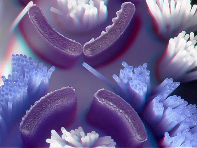 X macro