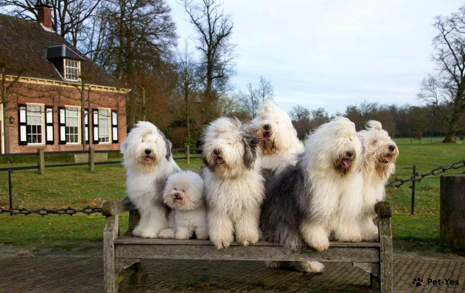 Old English Sheepdogs with Tails Intact