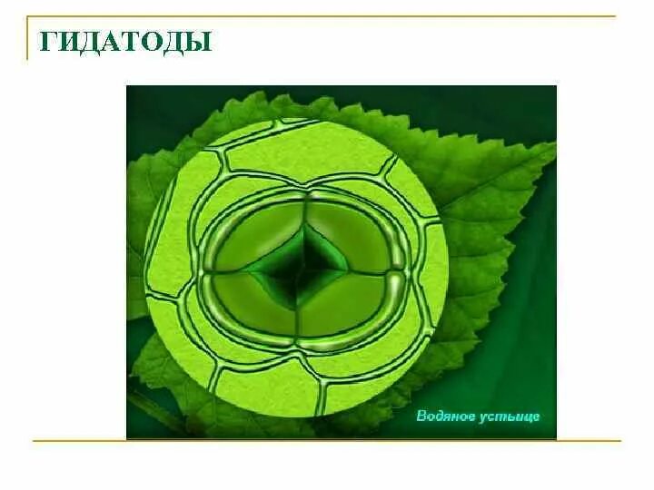 Устьица транспирация. Гидатоды водяные устьица. Устьица чечевички гидатоды. Гидатоды у растений. Устьица у растений это.