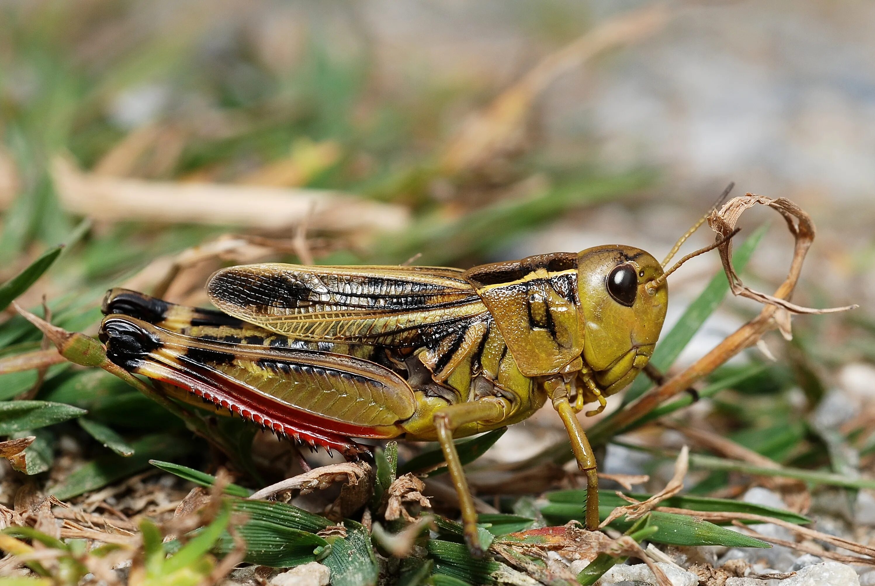 Прямокрылые Orthoptera. Отряды насекомых Прямокрылые. Кобылка Прямокрылые. Прямокрылые представители Саранча.