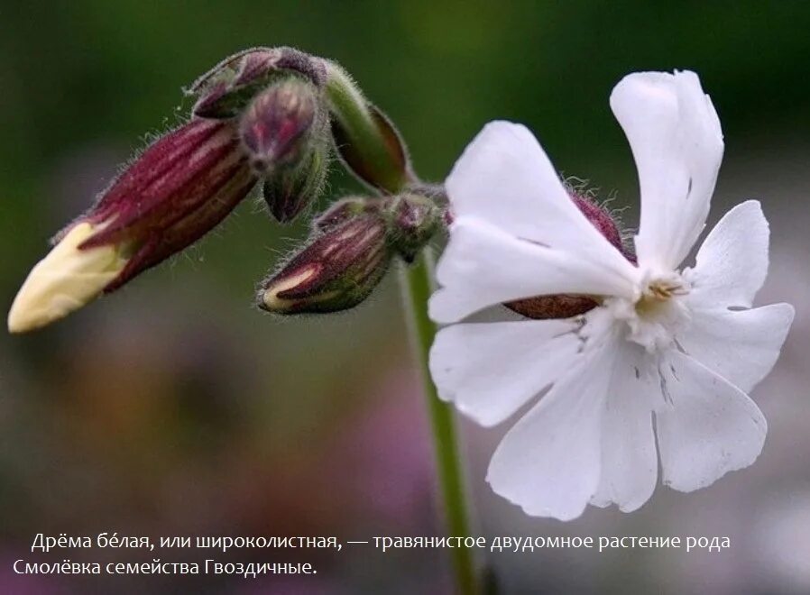 Дрема какая. Дрёма белая смолёвка луговая. дрёма смолевка лесная. смолевка дрема белая. смолевка луговая.