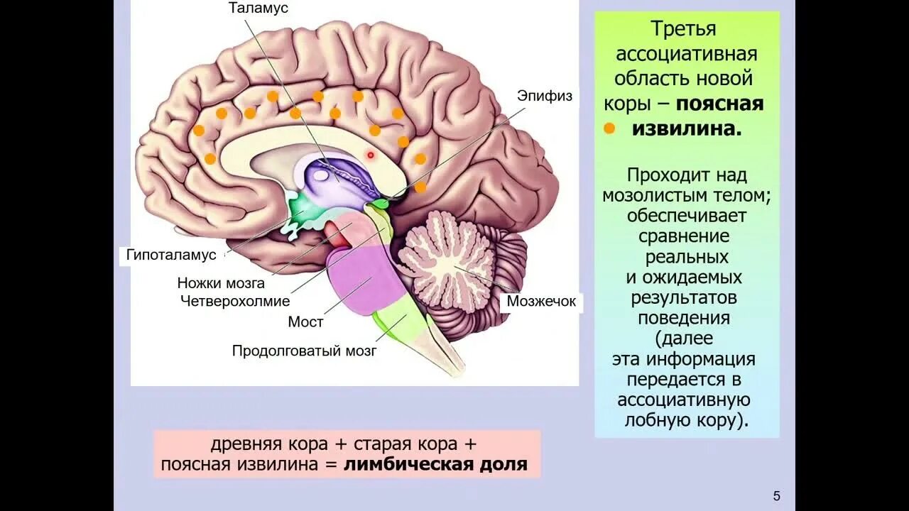 Ноги мозг голова. Гипофиз эпифиз таламус. Структуры головного мозга таламус. Средний мозг анатомия шишковидное тело. Строение мозга человека таламус и гипоталамус.