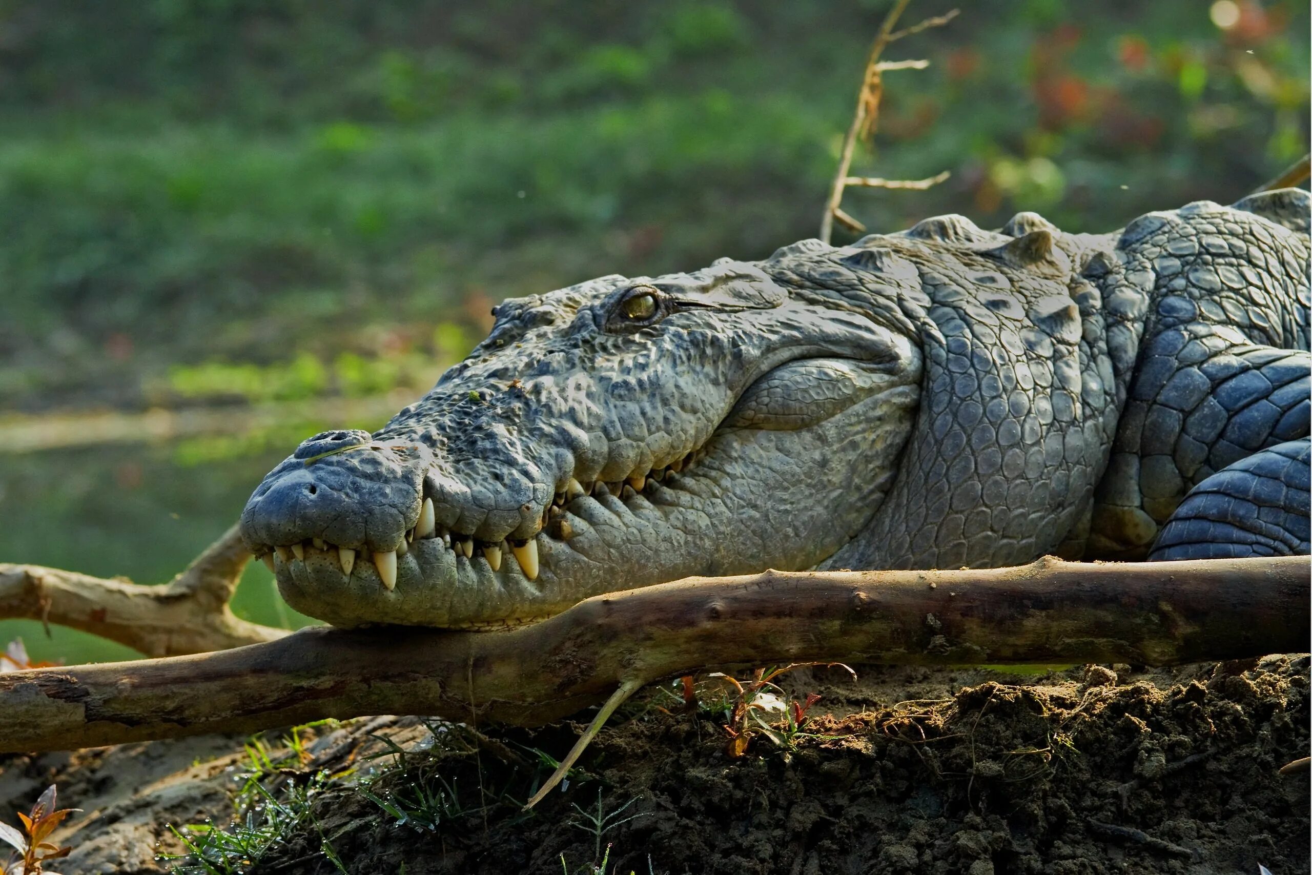 Крокодил зверь. Болотный крокодил (Crocodylus palustris). Магер крокодил. Большой Нильский крокодил.