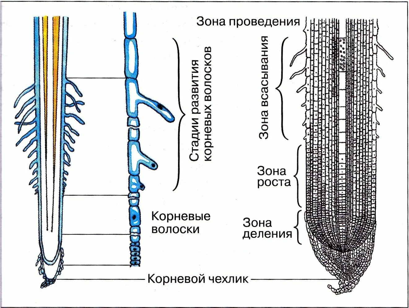 Строение зоны корня рисунок. Строение корня зоны корня и их функции. Строение и функции корневого чехлика 6 класс. Корневой чехлик зоны. Строение и зоны молодого корня.