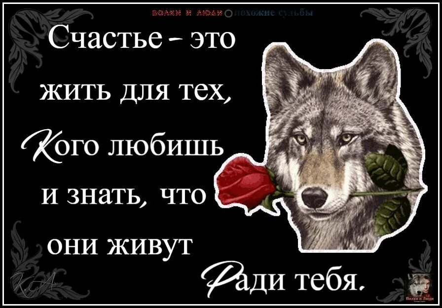 Волк с надписью. Волки цитаты в картинках. Одинокий волк цитаты. Цитаты я волк.