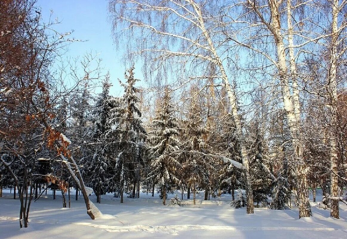 Зимой купить в новосибирске. Центральный парк г.Новосибирск зимой. НСК парк зимой. Зимний Солнечный день парк Кирова. Новосибирск парк зима солнце.