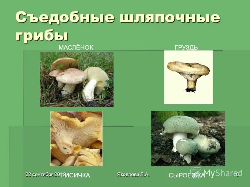 Три группы шляпочных грибов. Съедобные Шляпочные грибы. Шляпочные грибы съедобные и ядовитые. Несъедобные Шляпочные грибы. Несъедобные Шляпочные грибы примеры.