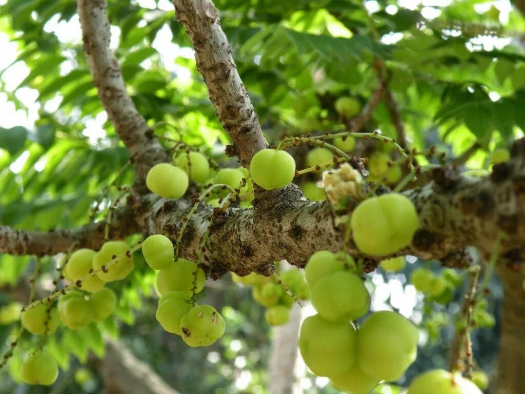 Амла амалаки. Эмблика (Амла). Индийский крыжовник Амла. Амла (Emblica officinalis). Индийский крыжовник