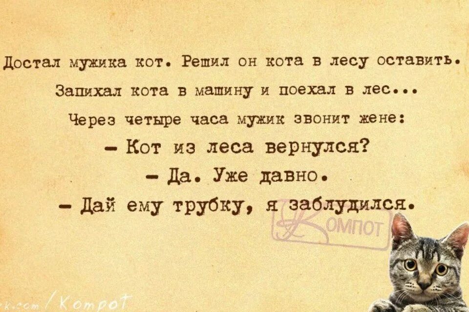 Бывший муж достал. Смешные фразы про котов. Прикольные фразы про котов. Смешные фразы про кота. Кот высказывания юмор.