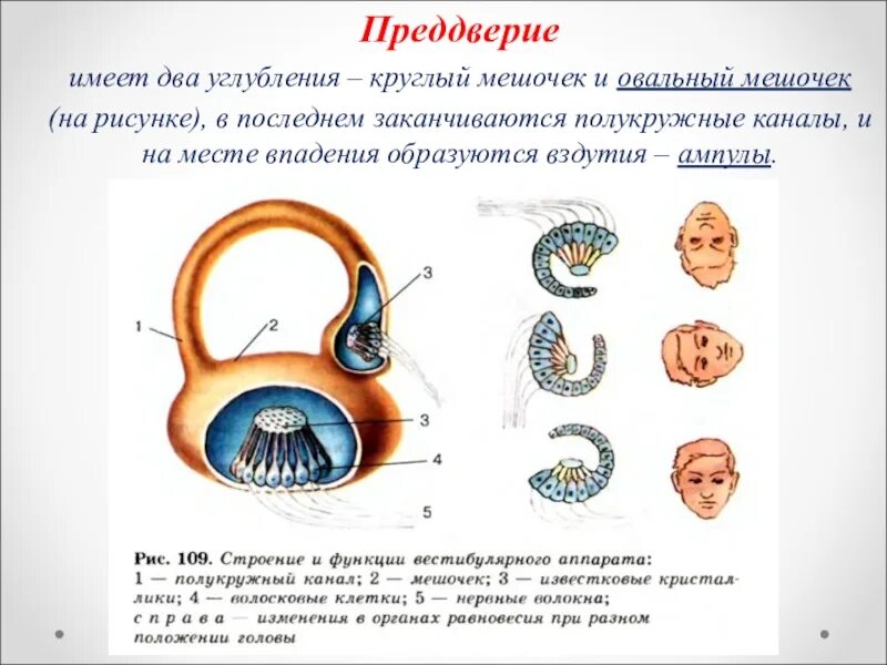 Строение органа равновесия. Круглый и овальный мешочек и полукружные каналы. Орган равновесия анатомия. Орган равновесия полукружные каналы функции. Как устроен другой человек