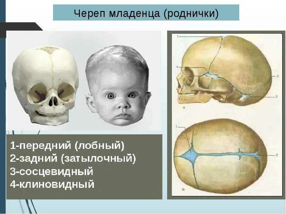 Быстро зарастает родничок. Роднички черепа анатомия. Роднички новорожденного анатомия черепа. Строение черепа грудничка. Кости черепа роднички.