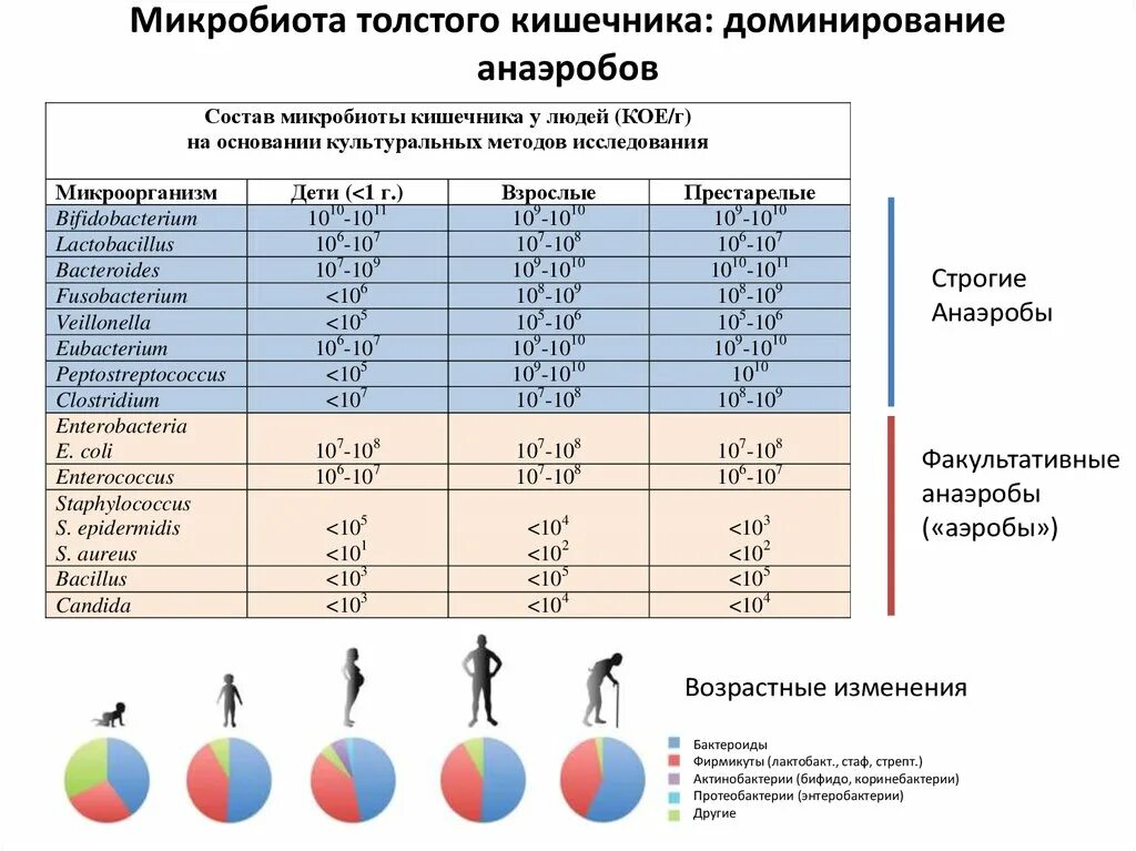 Бифидобактерии норма. Функции нормальной микробиоты кишечника. Таблица основных представителей микрофлоры кишечника. Характеристика нормальной микрофлоры кишечника. Микрофлора кишечника таблица.