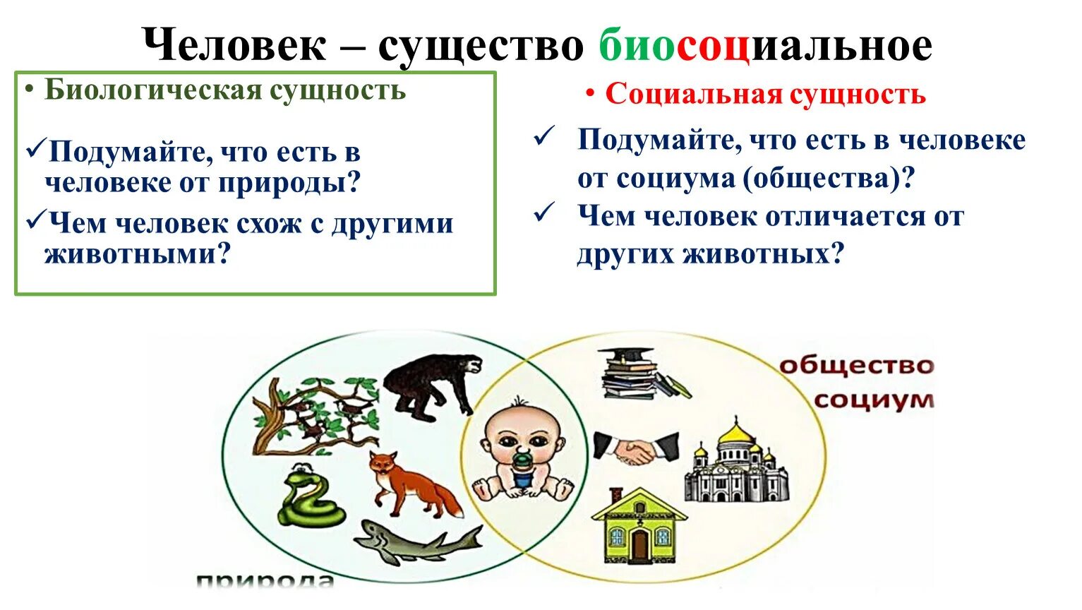 Личность биосоциальное существо. Человек биосоциальное существо. Человек биосоциальное существо схема. Биосоциальное в человеке. Человек существо биосоциальное презентация.