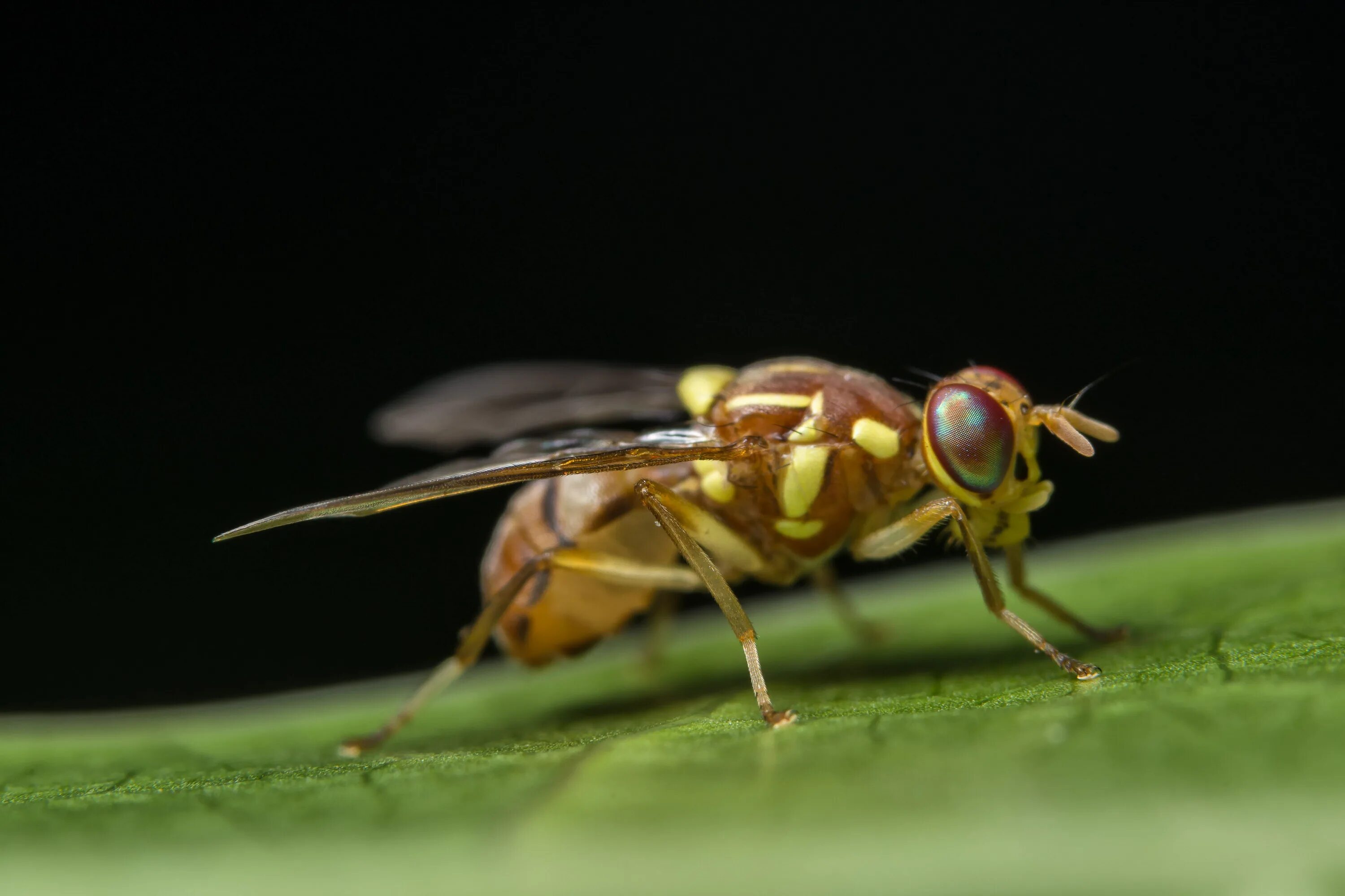 Tsetse fly. Муха ЦЕЦЕ. Муха ЦЕЦЕ зеленая. Муха дрозофила. Муха ЦЕЦЕ фото.