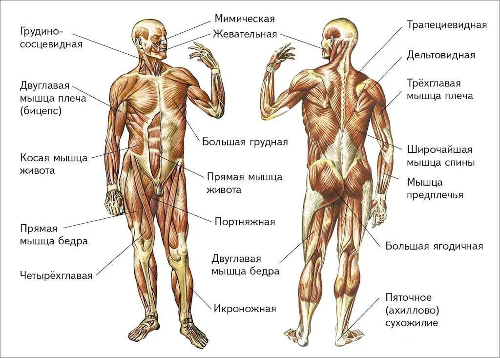 Мышцы туловища и конечностей вид спереди. Назовите мышцы человека