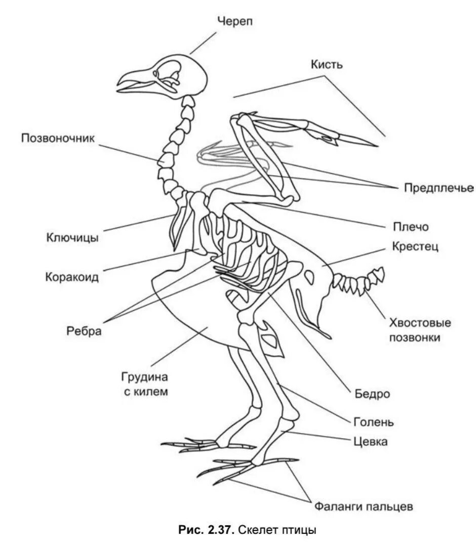 Скелет птицы анатомия. Строение скелета птицы 7 класс биология. Строение скелета птицы. Скелет птицы схема биология 7 класс. Особенности строения скелета в жизни птицы