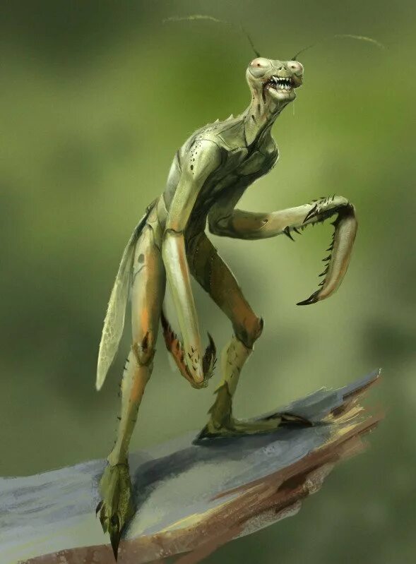 инсектоид жук. богомол инсектоид фэнтези. инсектоиды богомолы королева. Blepharopsis mendica. инопланетяне похожие на насекомых.