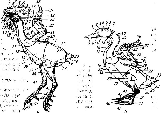 Строение скелета гуся. Строение скелета утки. Суставы курицы анатомия. Внутреннее строение гуся. Утка кости