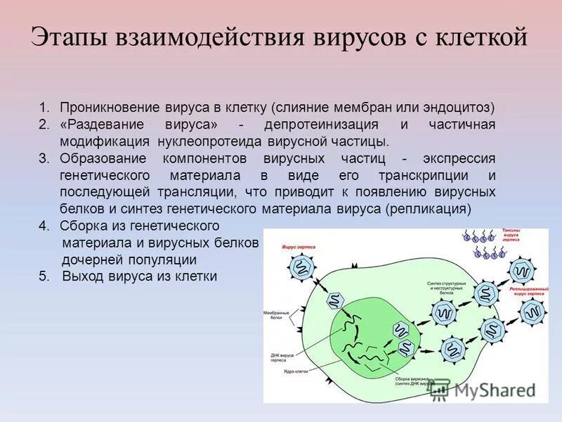 Продуктивный этап. Взаимодействие вируса с клеткой хозяина схема. Этапы взаимодействия вируса с клеткой. Этапы взаимодействия вируса с клеткой хозяина. Типы взаимодействия вируса с эукариотической клеткой..