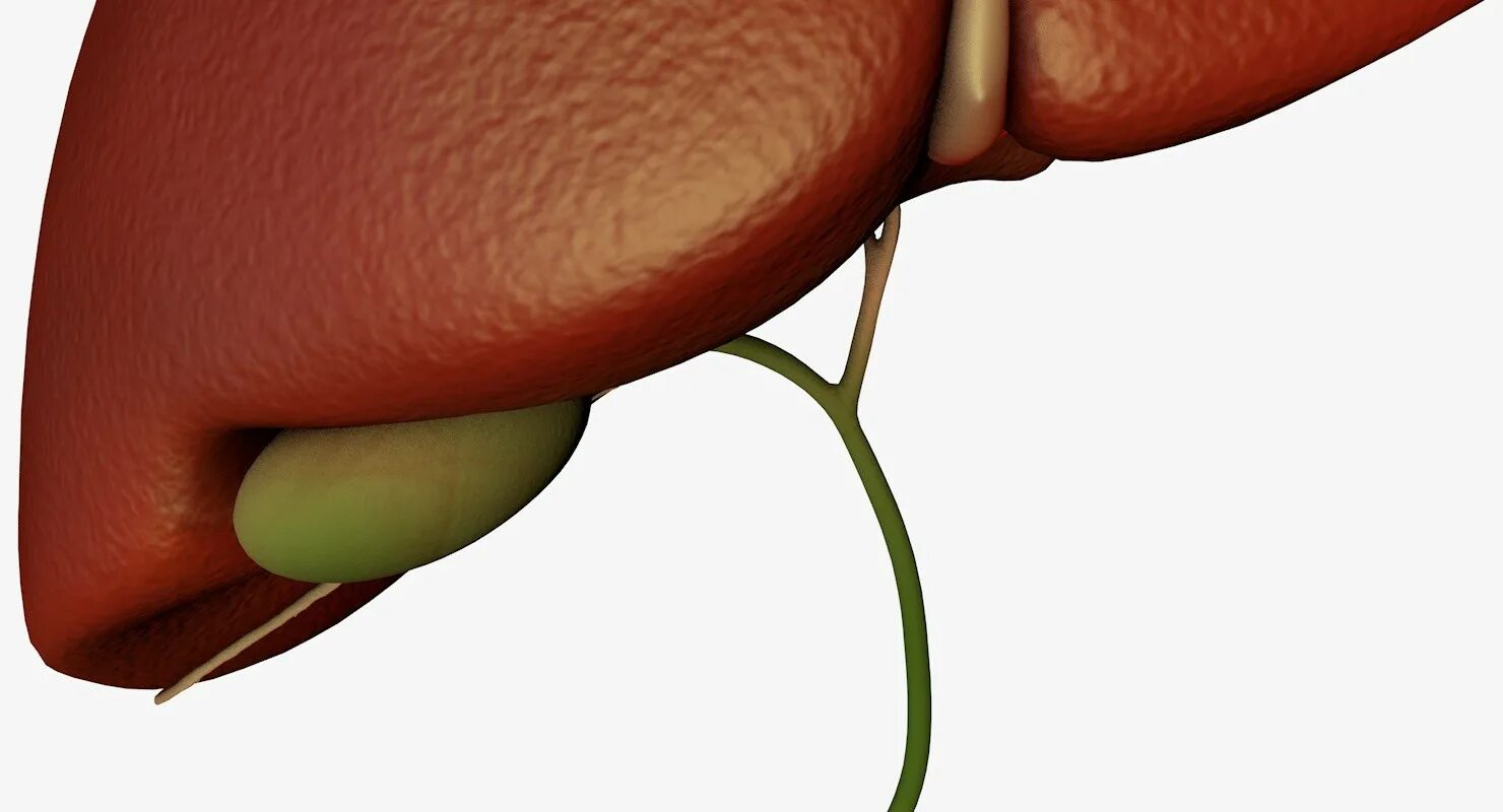 Гепатобилиарная зона что это. Гепатобилиарный тракт анатомия. Анатомия гепатобилиарной зоны. Гепато биллиарная система. Патология гепатобилиарной системы.