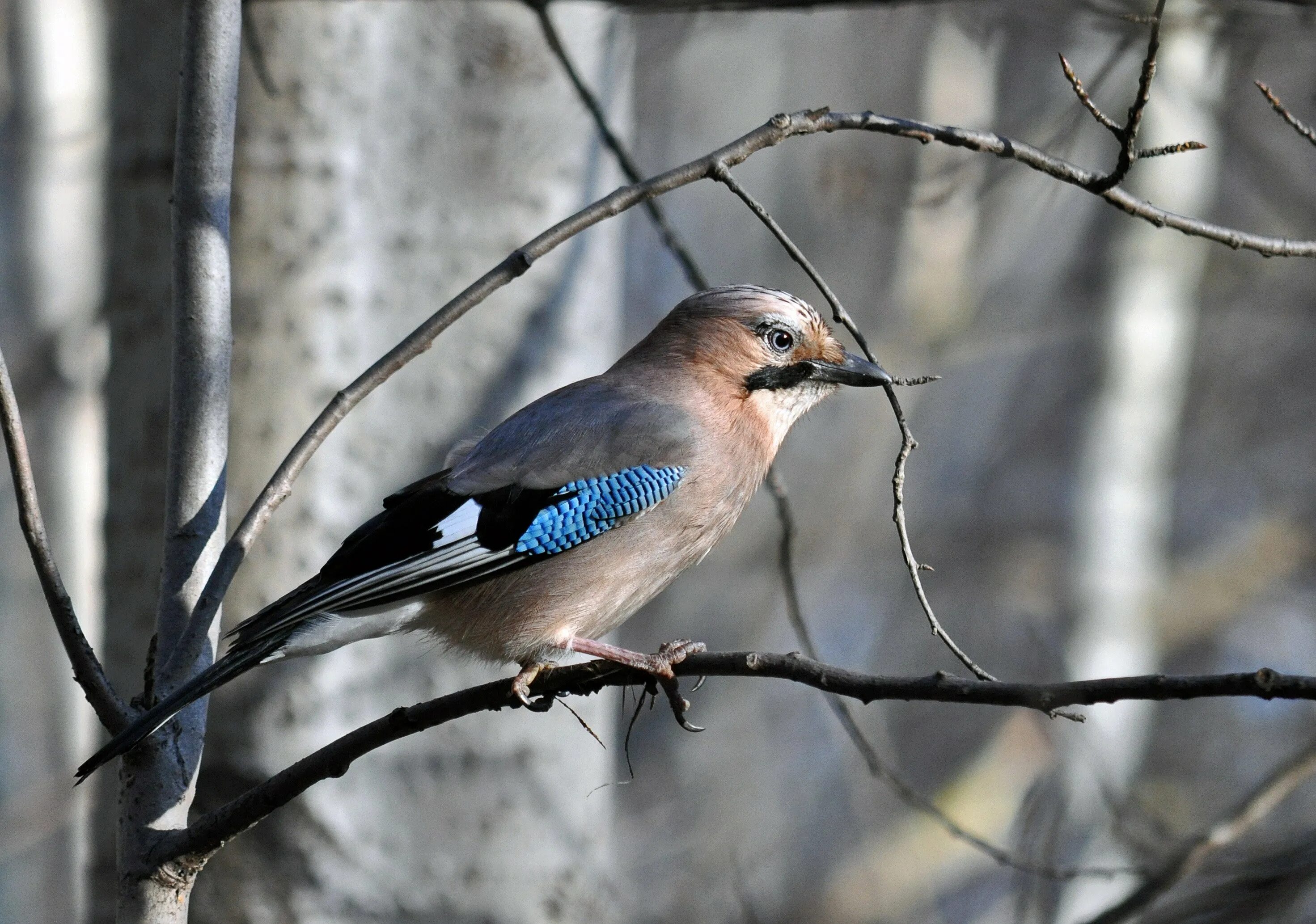 Сойка обыкновенная в россии. Сойка в бурятии. Востроглазая сойка. Слойка пересмешника птица. Сойка в ростовской области.