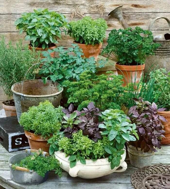 Огородик пряных трав. Клумба грядка розмарин тимьян. Зелень в огороде. Высокие клумбы. Пряные травы многолетки.