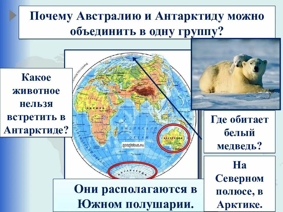 Где обитают белые медведи на каком материке. Где обитает белый медведь. Где обитает белый медведь на каком материке. Белый медведь материк обитания. Белый медведь обитает на материке.