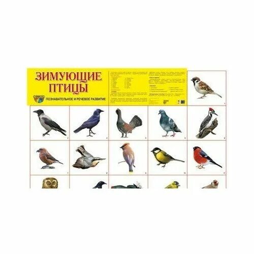 перелетный и зимуюший птици. зимующие птицы. стенгазета спасите птиц. птицы россии зимующие и перелетные птицы. плакат с зимующими птицами и с перелетными птицами.