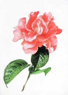 Camellia wuthering waves arts