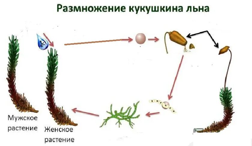 Женский спорофит. Цикл размножения мха Кукушкин лён. Кукушкин лён мужской и женский гаметофит. Жизненный цикл мха Кукушкин лен схема. Размножение мхов схема.