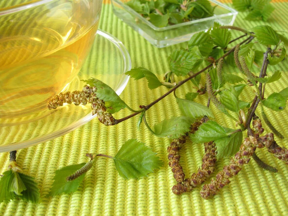 Лечение березовыми почками. Березовые бруньки чай. березовые почки. чай с березовыми листьями. чай из березовых листьев.