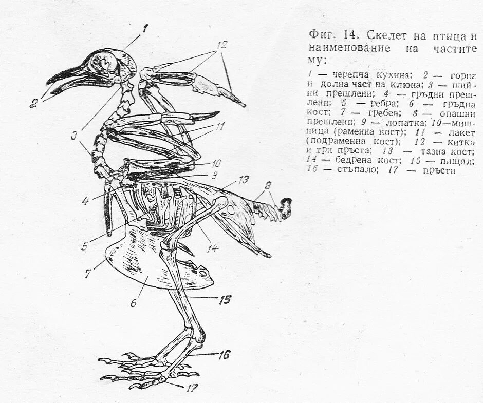 Строение скелета сизого голубя. Строение скелета курицы схема. Строение скелета птицы голубя. Строение скелета птицы рисунок. Строение скелета голубя