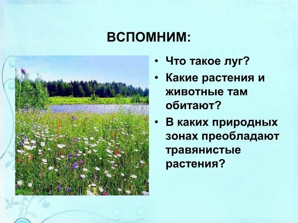 Природные условия луга. Экосистема луг. Луговая экосистема. Растение и животное Луга. Преобладают травянистые растения.