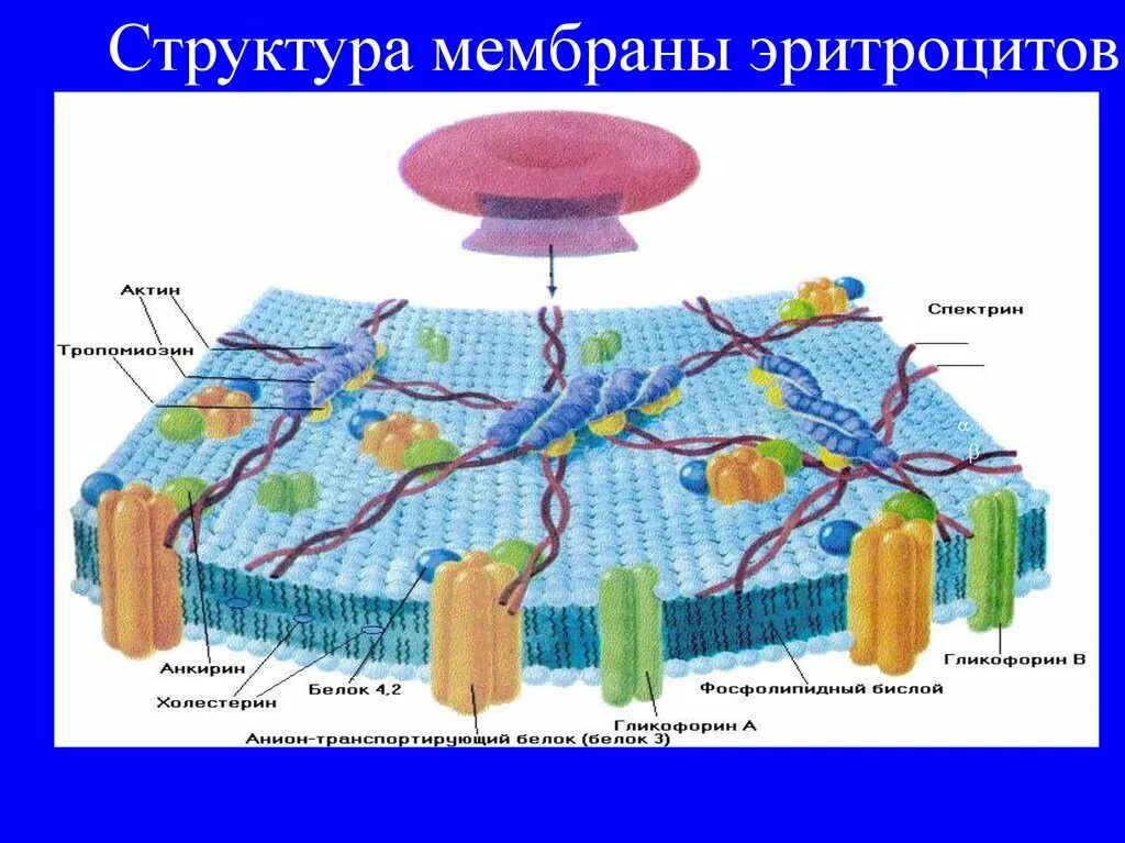 Плазмолемма эритроцита. Плазматическая мембрана эритроцита. Структура мембраны эритроцита. Структурные компоненты мембраны эритроцита. Строение мембраны эритроцита.