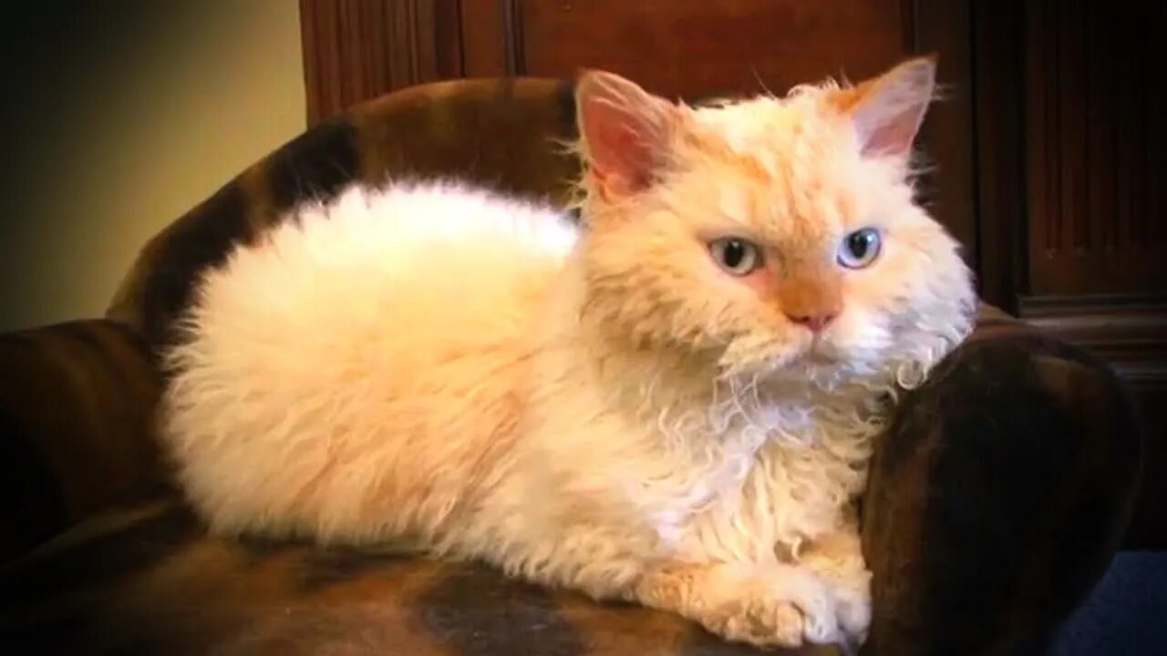 Котенка зовут пушок