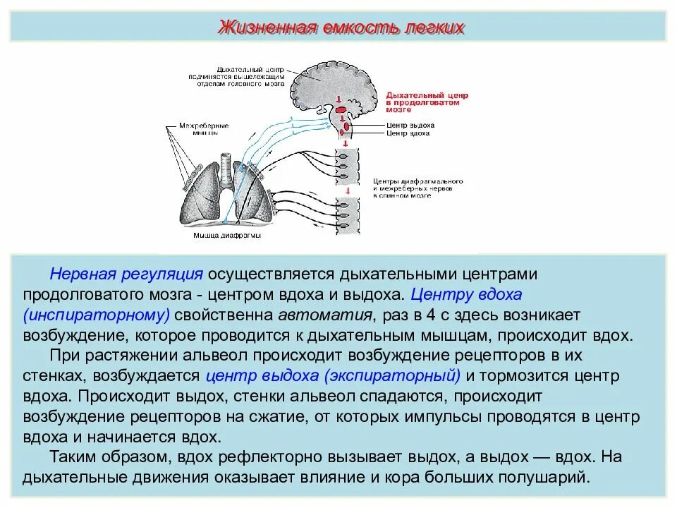 Содержит центры дыхательных рефлексов. Нервная регуляция дыхания рефлекторная дуга. Регуляция дыхания дыхательный центр. Схема работы нейронов дыхательного центра. Нервная регуляция дыхания продолговатый мозг.