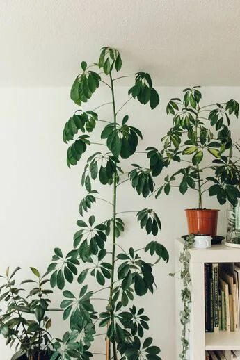 20 Proven Houseplants that Increase Indoor Humidity! Plant decor indoor, House p