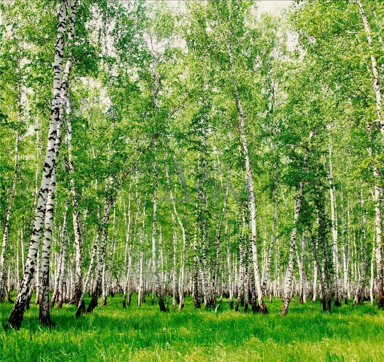 Березовая роща. Березовый лес. Русские березы. Фон Березовая роща. Березки краснодарский край