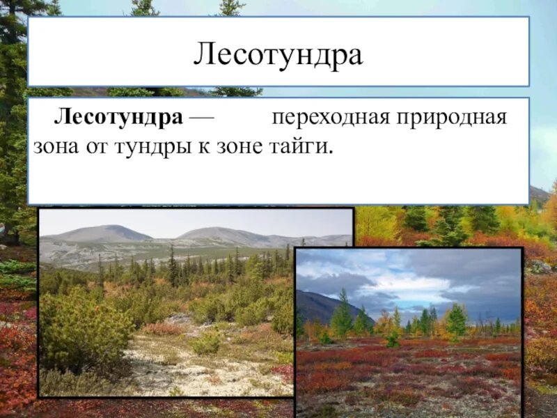 Тундра между природными зонами. Природные зоны тундра лесотундра Тайга. Переходная природная зона. Переходные зоны природные зоны. Лесотундра переходная зона от тундры к тайге.