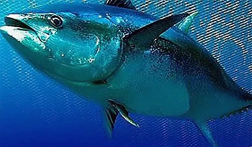 Silent fish
