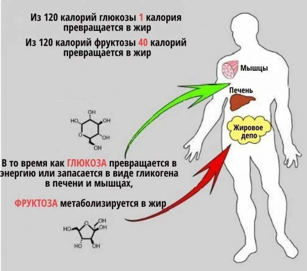 Превращение сахара в жир в организме человека. Превращение фруктозы в организме человека. Сахар превращается в жир. Трансформация фруктозы в печени в жиры.